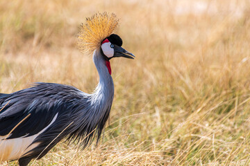 Fototapeta premium Gray crowned crane walking through grass 