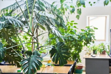 Jungle of monstera on a light background in the office. The plant is green in color. The concept of...
