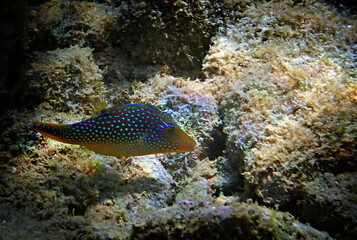Pearl Toby coral fish, scientific name is Canthigaster margaritata. It belongs to the family Tetraodontidae, Inhabitant of shallow parts of coral reefs, swims slowly and partially inflating its body