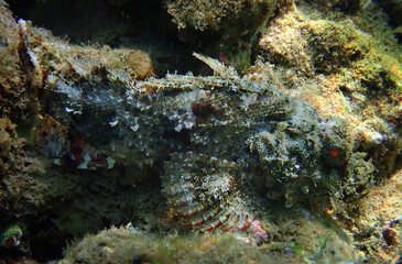 Devil scorpion-fish (Scorpaenopsis diabolus) inhabits coral reefs of the Red Sea, it has mimic color and form of body,  very venomous fins, when cornered it can attack