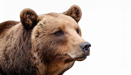 brown bear close up