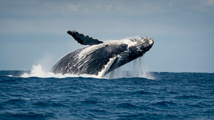 Fototapeta premium A humpback whale breaches the ocean, displaying its massive body as water cascades off its fins.