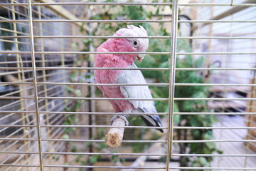 The crested one looks at the camera sitting in a large cage. The pink cockatoo is in an aviary at...