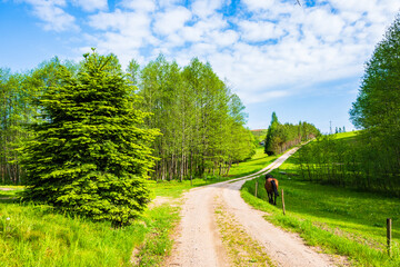 Rural road and horse grazing on green meadow during spring season, Suwalski Landscape Park, Podlasie, Poland