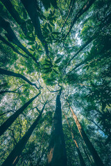 Towering Trees of a Dense Rainforest Viewed from Below