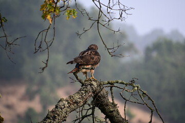 hawk