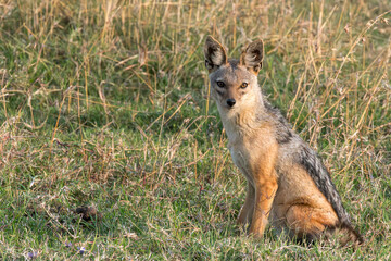 a lone black-backed jackal sitting in the grass