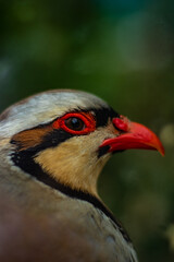Close up Asian Chukar portrait on green blurred background. Detailed coloring of the bird's head. Interesting color in the wild.
