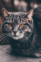 Photo of a cat in different shades of gray with orange eyes.