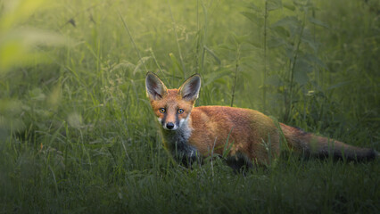 Obraz premium red fox in the wild