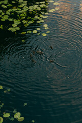 A duck family swims among aquatic wild lilies. A mother bird takes care of her brood.
