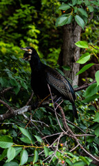 Close-up of two great black cormorants sitting on a tree branch against a background of dense vegetation. Diversity of birds in the zoo.