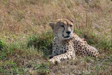 Cheetah resting in the grass