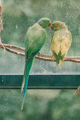 Two parrots communicate with each other in a glass enclosure at the zoo. Active phase of...
