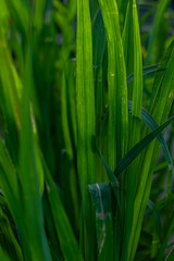 Tall, vibrant green grass blades closely packed, basking in the sunlight, representing lush growth in a natural setting.
