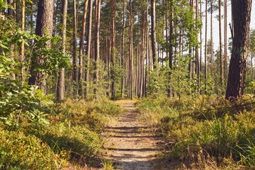 leśna ścieżka 