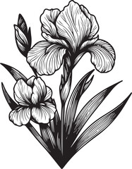 Iris flower drawing, a branch of the botanical spring collection, ink illustration vector art of iris bouquet, hand-drawn artistically, Zentangle tattoo, easy flower coloring pages and book