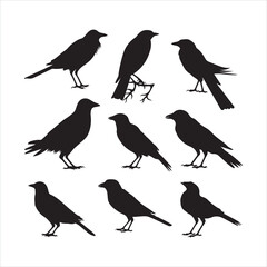 Black silhouette bird crow set silhouette on white background
