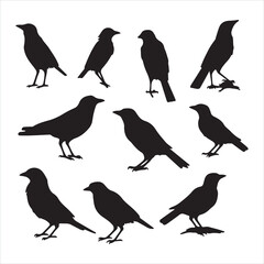 Black silhouette bird crow set silhouette on white background
