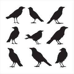 Black silhouette bird crow set silhouette on white background
