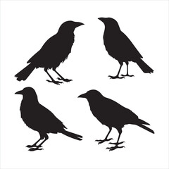 Black silhouette bird crow set silhouette on white background
