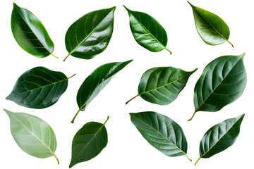 Fototapeta premium Set of ficus audrey leaves isolated on transparent background. PNG, cutout. Clipart collection of green tropical plant.