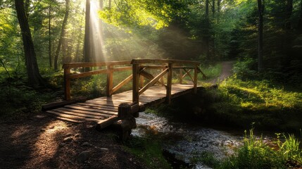 Sunbeams Through the Trees