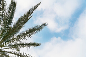 Obraz premium Tall palm tree leaves reaching towards bright blue sky filled with white clouds in sunny tropical setting during daytime