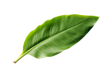 Obraz premium Banana leaf isolated on transparent background