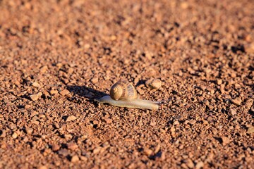 Snail moves slowly over red rocky ground