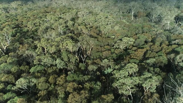 Aerial view of Australian bushland covered in native trees
