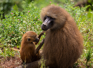 A great day in Cabarceno Park, with animals in semi-freedom!
