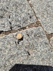 Trail of Ants Carrying Food