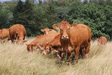 Nutztier, Kühe- und Rinder im Freien auf dem Land, eine biologische, nachhaltige Landwirtschaft,...
