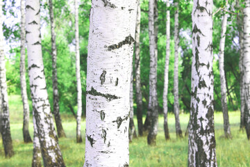 Beautiful birch trees with white birch bark