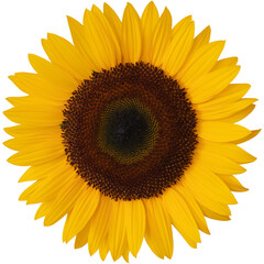 Fototapeta premium Beautiful sunflower flower.