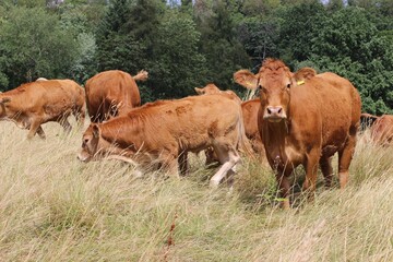 Nutztier, Kühe- und Rinder im Freien auf dem Land, eine biologische, nachhaltige Landwirtschaft, Biohof mit Mutterkuhhaltung