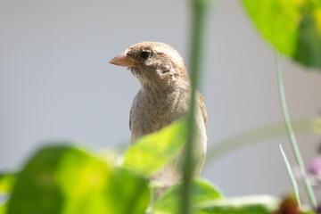 Sparrow Perched on Metal Railing Among Blooming Flowers