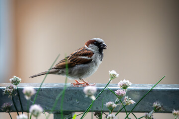 Sparrow Perched on Metal Railing Among Blooming Flowers