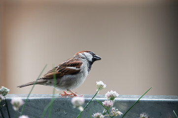 Sparrow Perched on Metal Railing Among Blooming Flowers