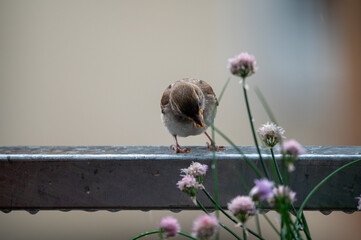 Sparrow Pecking at Flowers on Balcony Railing in Urban Setting