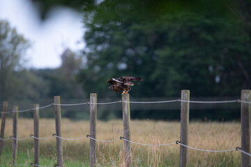 Bird of Prey Perched on Wooden Post in Rural Landscape