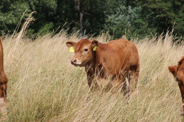 Nutztier, Kühe- und Rinder im Freien auf dem Land, eine biologische, nachhaltige Landwirtschaft, Biohof mit Mutterkuhhaltung