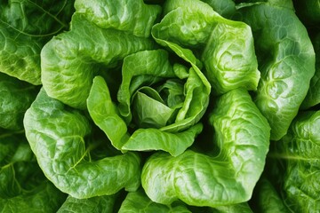 Bibb Lettuce Head Closeup: Fresh Butterhead Salad Leaf with Lush and Crisp Texture