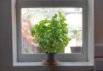 Basil plant on a kitchen windowsill