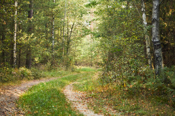 leśna droga  © Marcin Łazarczyk