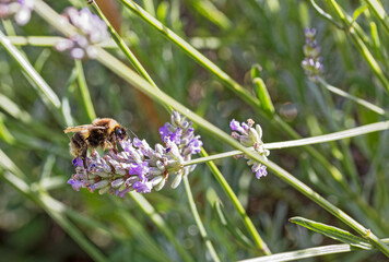 Bee on lavender plant known for producing high yields of honey, Summer, UK
