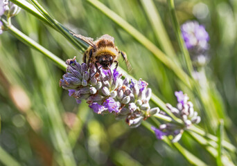 Bee on lavender plant known for producing high yields of honey, Summer, UK