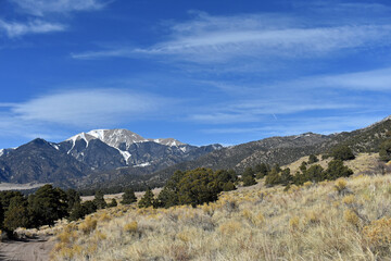 Pine dotted landscape at Great Sand Dunes National Park