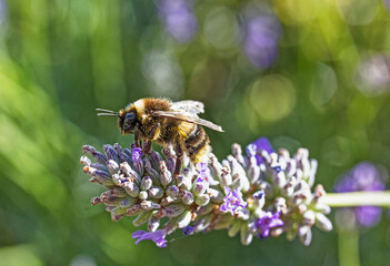 Bee on lavender plant known for producing high yields of honey, Summer, UK